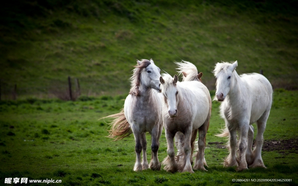 动物 宠物 狗 猫 生物世界
