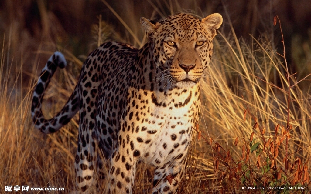 动物 宠物 狗 猫 生物世界