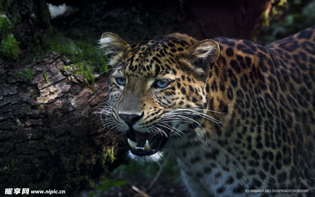 动物 宠物 狗 猫 生物世界