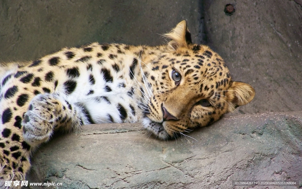 动物 宠物 狗 猫 生物世界