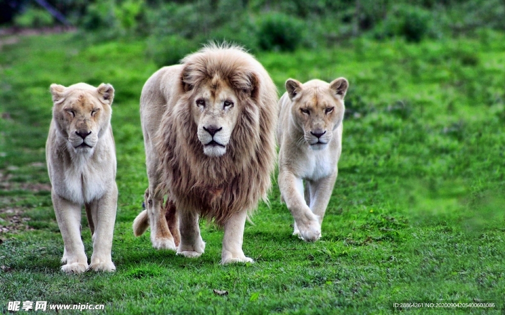 动物 宠物 狗 猫 生物世界