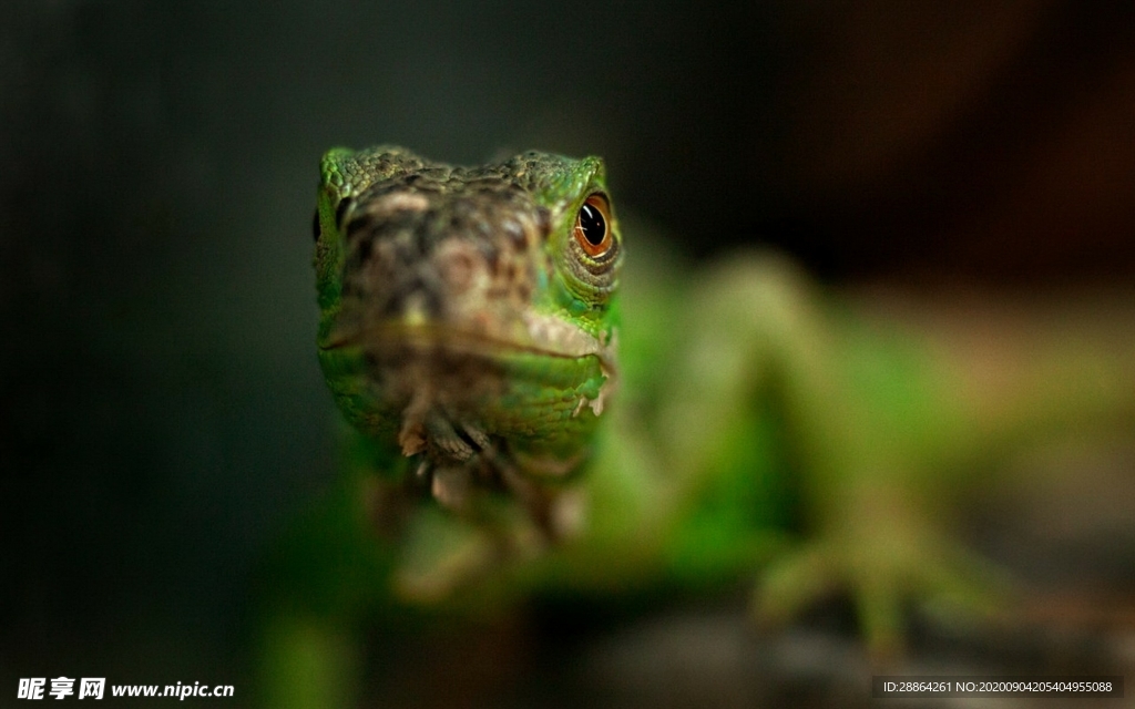 动物 宠物 狗 猫 生物世界