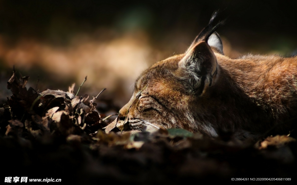动物 宠物 狗 猫 生物世界