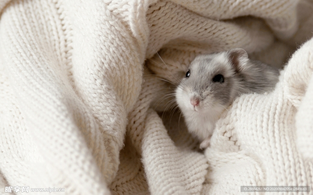 动物 宠物 狗 猫 生物世界