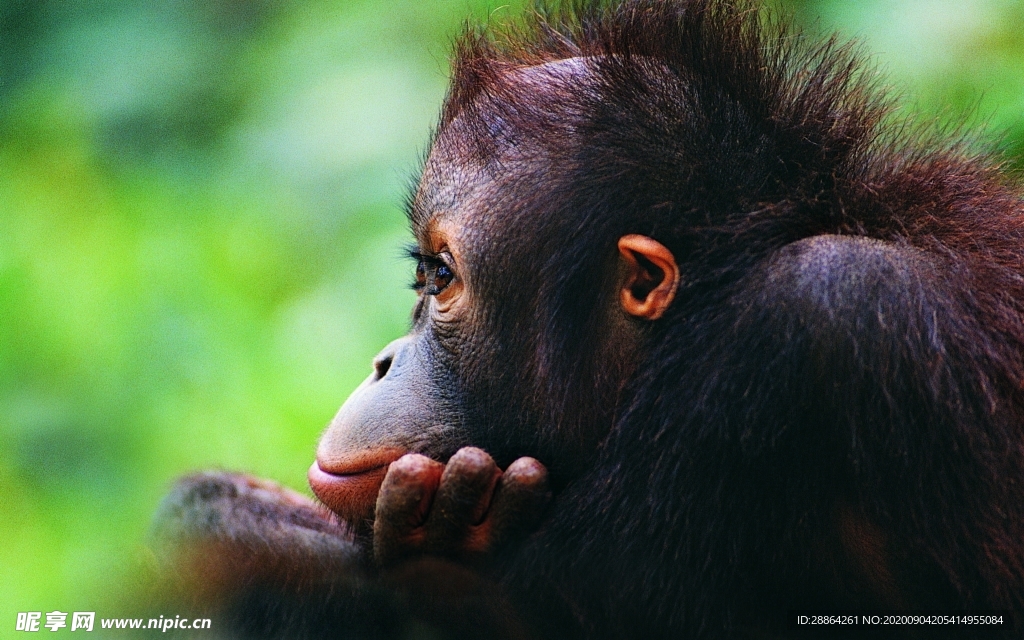 动物 宠物 狗 猫 生物世界