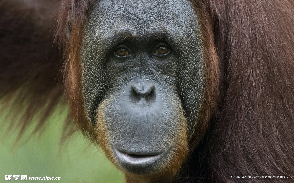 动物 宠物 狗 猫 生物世界