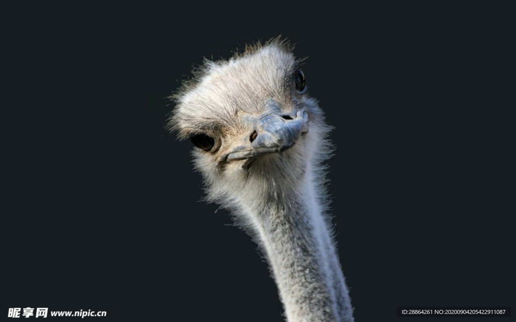 动物 宠物 狗 猫 生物世界