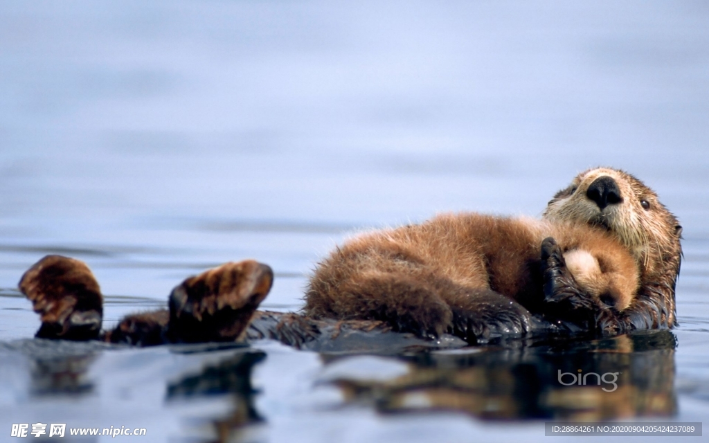 动物 宠物 狗 猫 生物世界