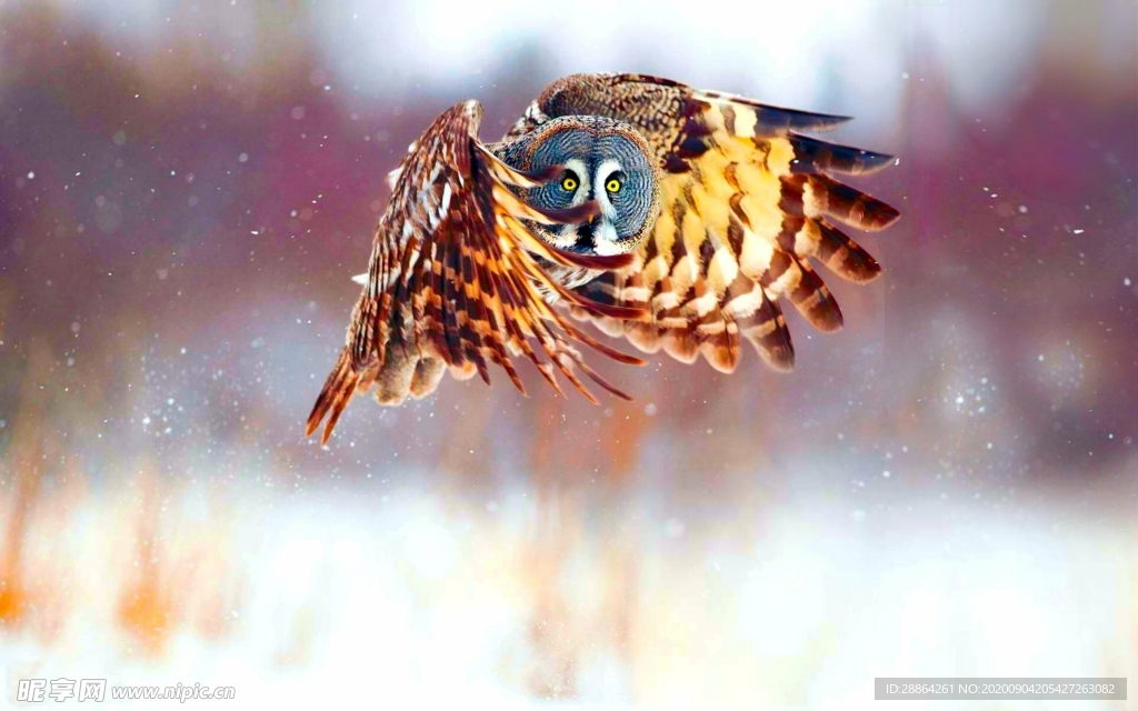 动物 宠物 狗 猫 生物世界