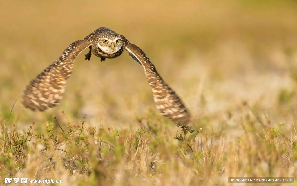 动物 宠物 狗 猫 生物世界