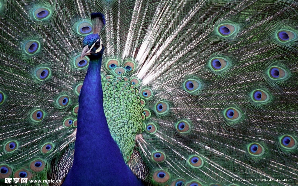 动物 宠物 狗 猫 生物世界