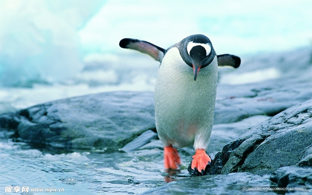 动物 宠物 狗 猫 生物世界