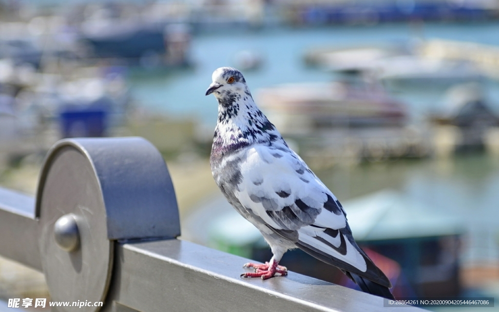 动物 宠物 狗 猫 生物世界