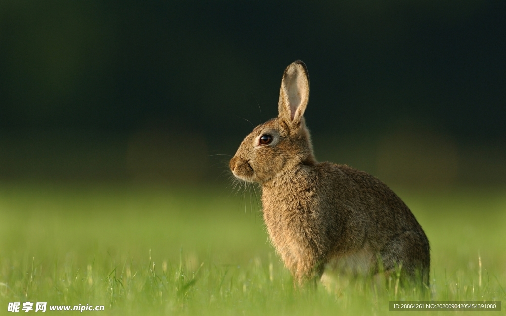 动物 宠物 狗 猫 生物世界