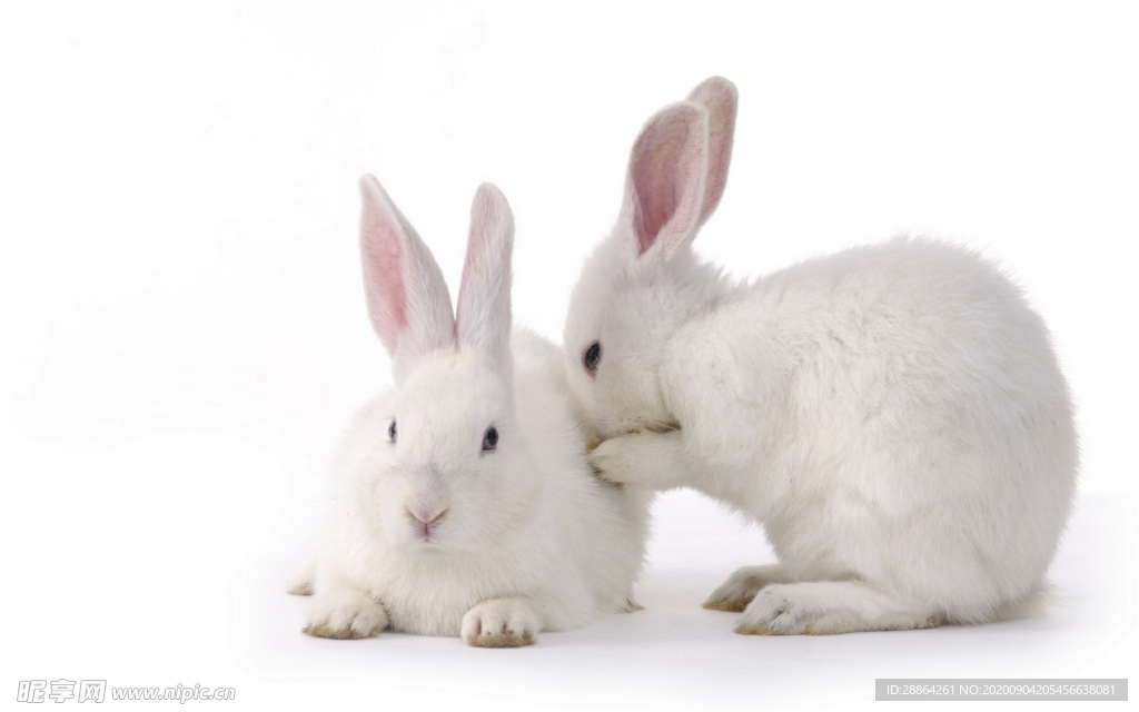 动物 宠物 狗 猫 生物世界