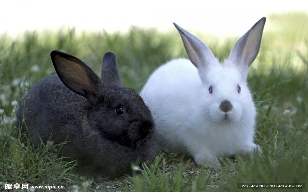 动物 宠物 狗 猫 生物世界