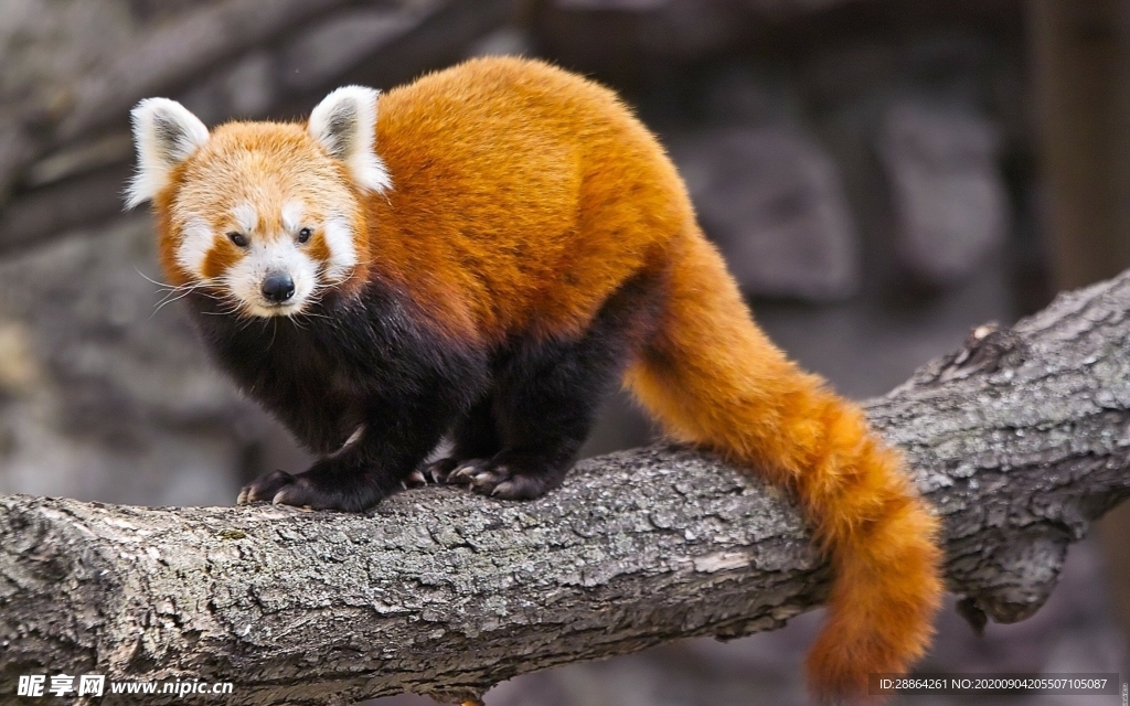 动物 宠物 狗 猫 生物世界