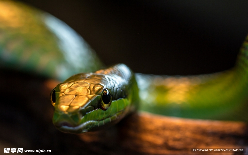 动物 宠物 狗 猫 生物世界