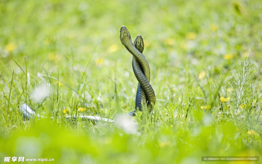动物 宠物 狗 猫 生物世界