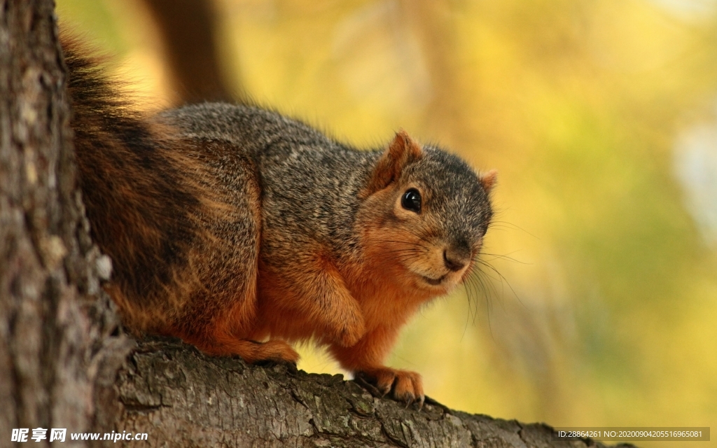 动物 宠物 狗 猫 生物世界