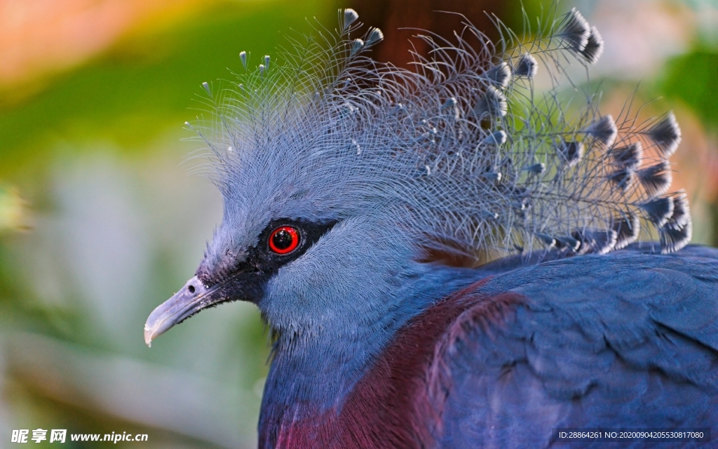 动物 宠物 狗 猫 生物世界