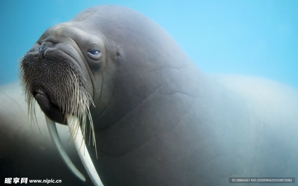 动物 宠物 狗 猫 生物世界