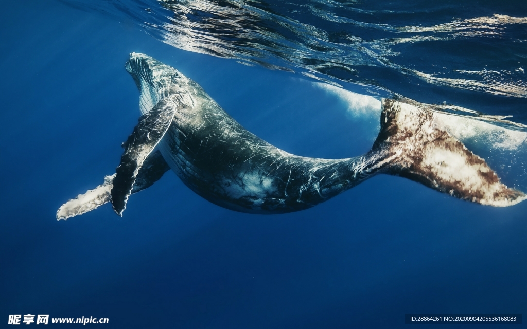 动物 宠物 狗 猫 生物世界