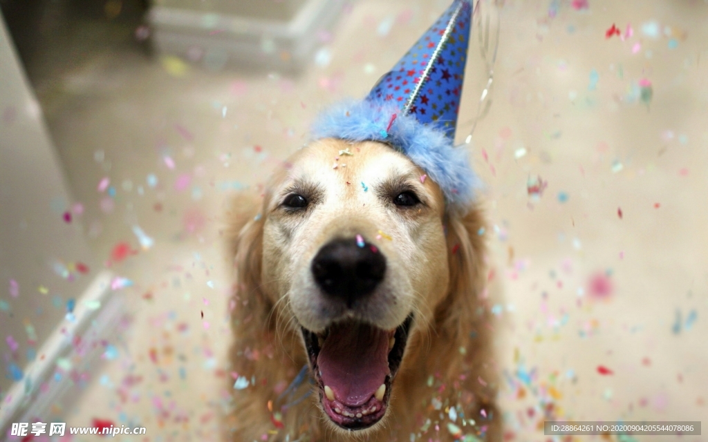 动物 宠物 狗 猫 生物世界