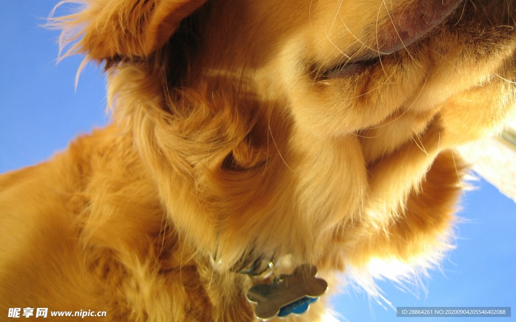 动物 宠物 狗 猫 生物世界