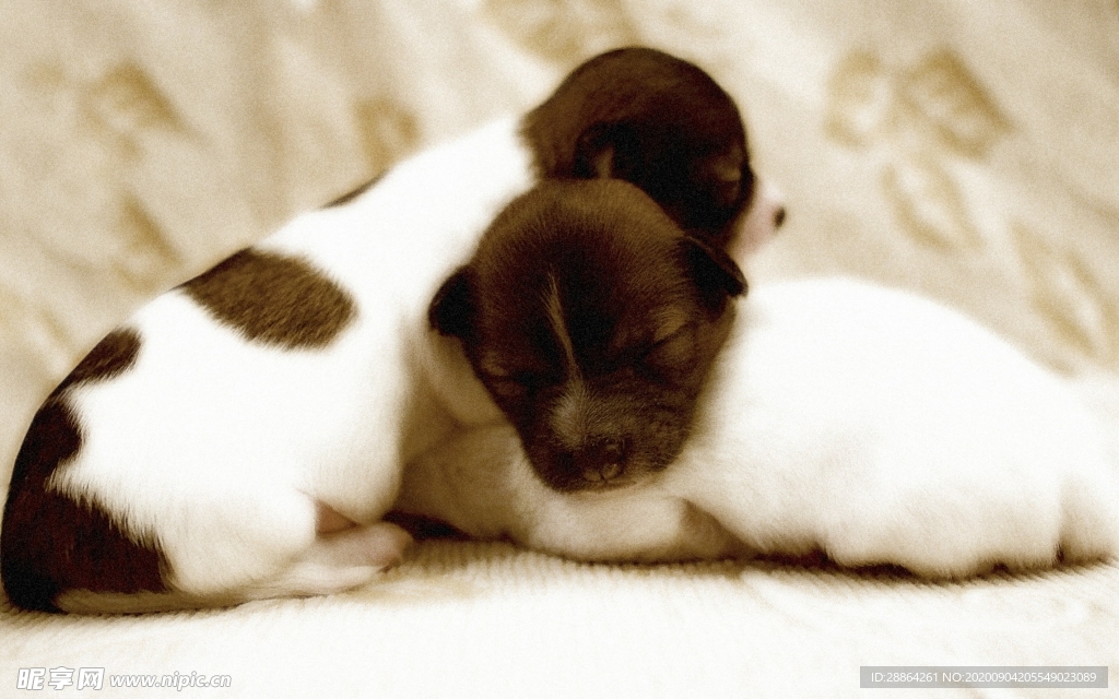 动物 宠物 狗 猫 生物世界