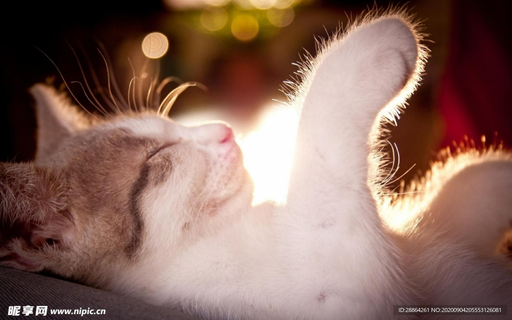 动物 宠物 狗 猫 生物世界