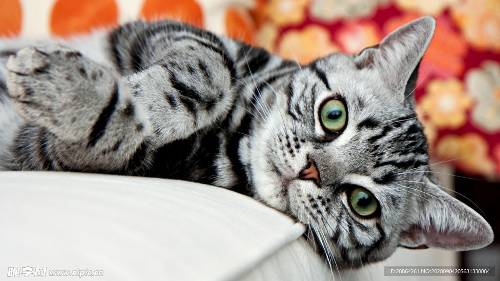 动物 宠物 狗 猫 生物世界