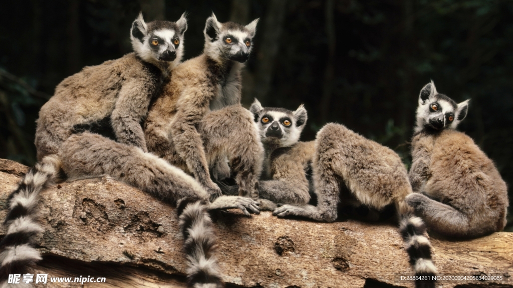 动物 宠物 狗 猫 生物世界