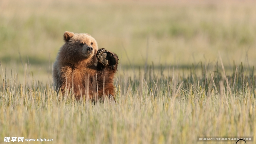 动物 宠物 狗 猫 生物世界