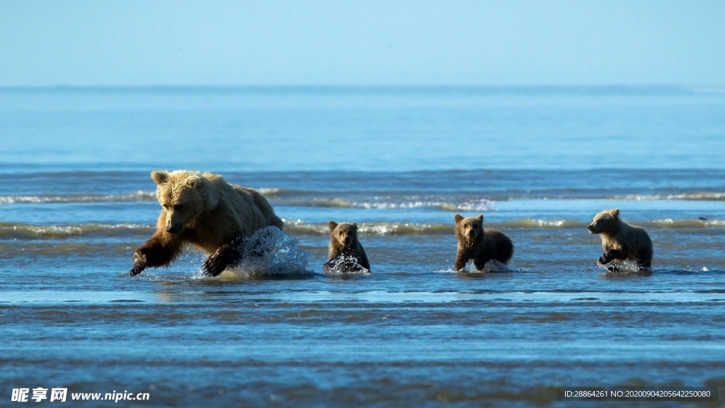 动物 宠物 狗 猫 生物世界