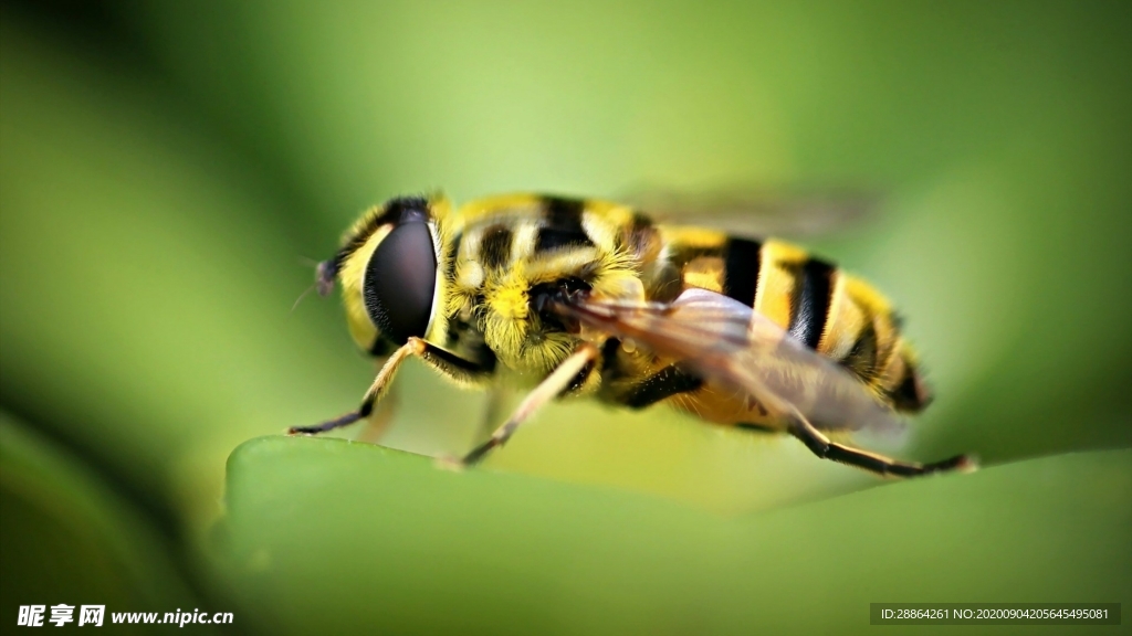 动物 宠物 狗 猫 生物世界