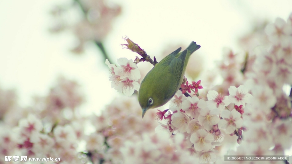 动物 宠物 狗 猫 生物世界