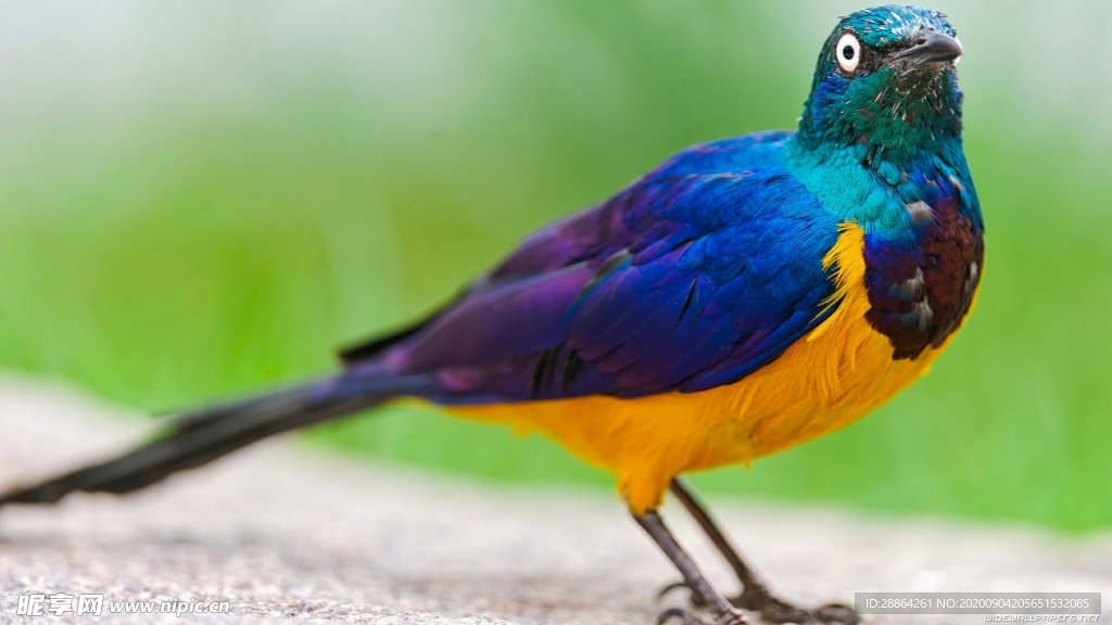 动物 宠物 狗 猫 生物世界