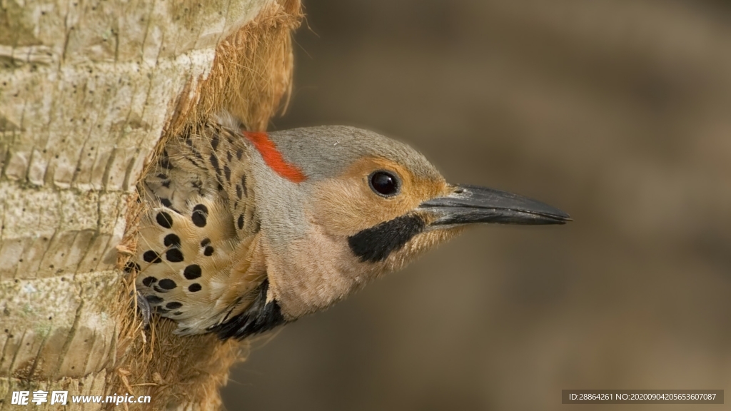 动物 宠物 狗 猫 生物世界