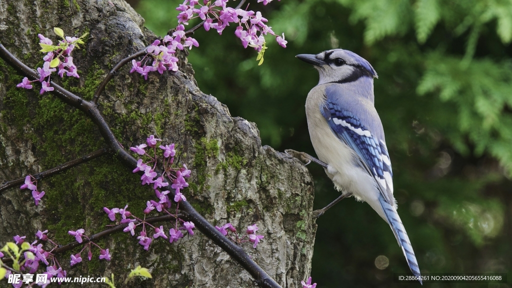动物 宠物 狗 猫 生物世界