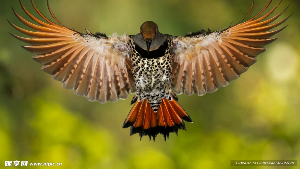 动物 宠物 狗 猫 生物世界