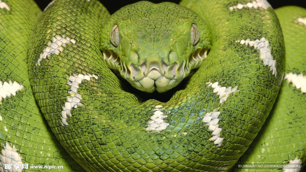 动物 宠物 狗 猫 生物世界