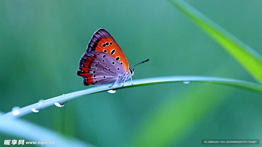 动物 宠物 狗 猫 生物世界