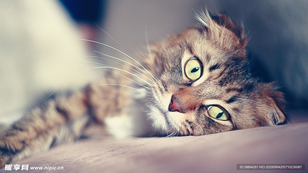 动物 宠物 狗 猫 生物世界