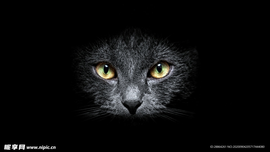 动物 宠物 狗 猫 生物世界