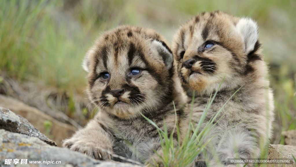 动物 宠物 狗 猫 生物世界