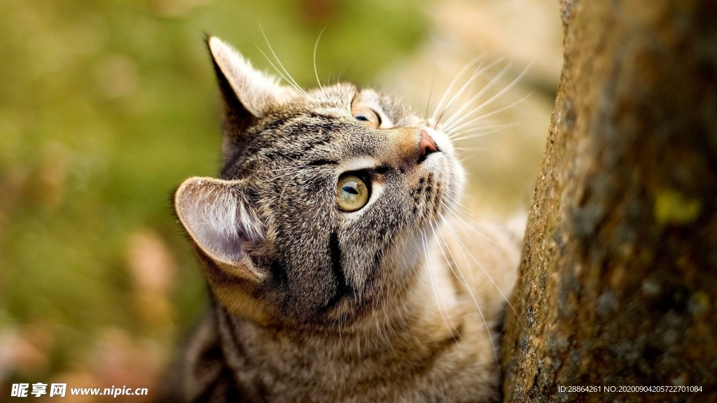 动物 宠物 狗 猫 生物世界