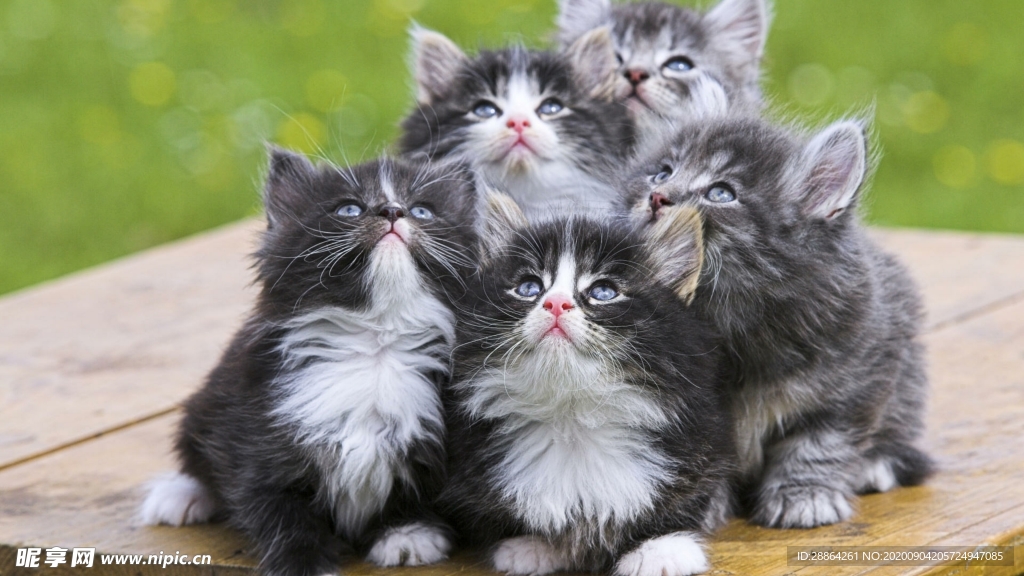 动物 宠物 狗 猫 生物世界