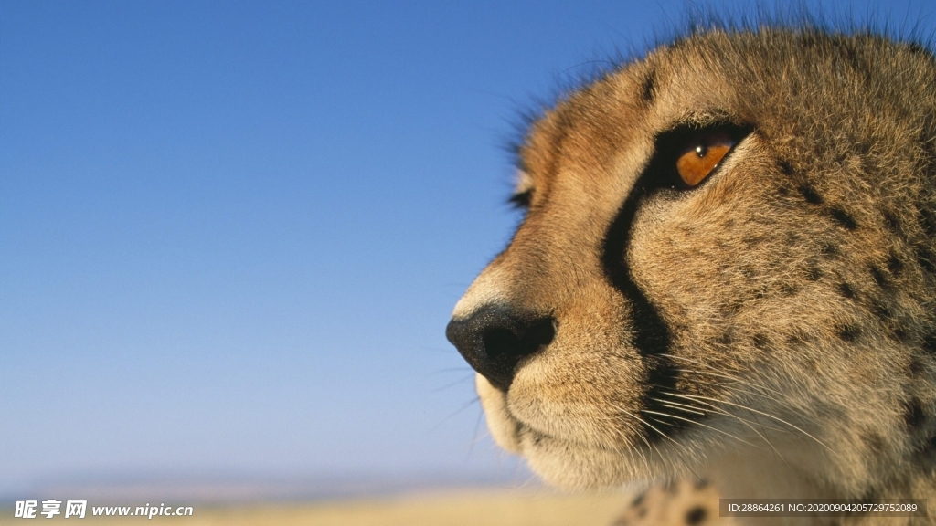 动物 宠物 狗 猫 生物世界