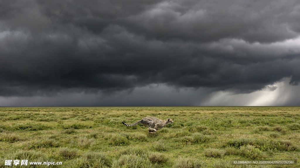动物 宠物 狗 猫 生物世界